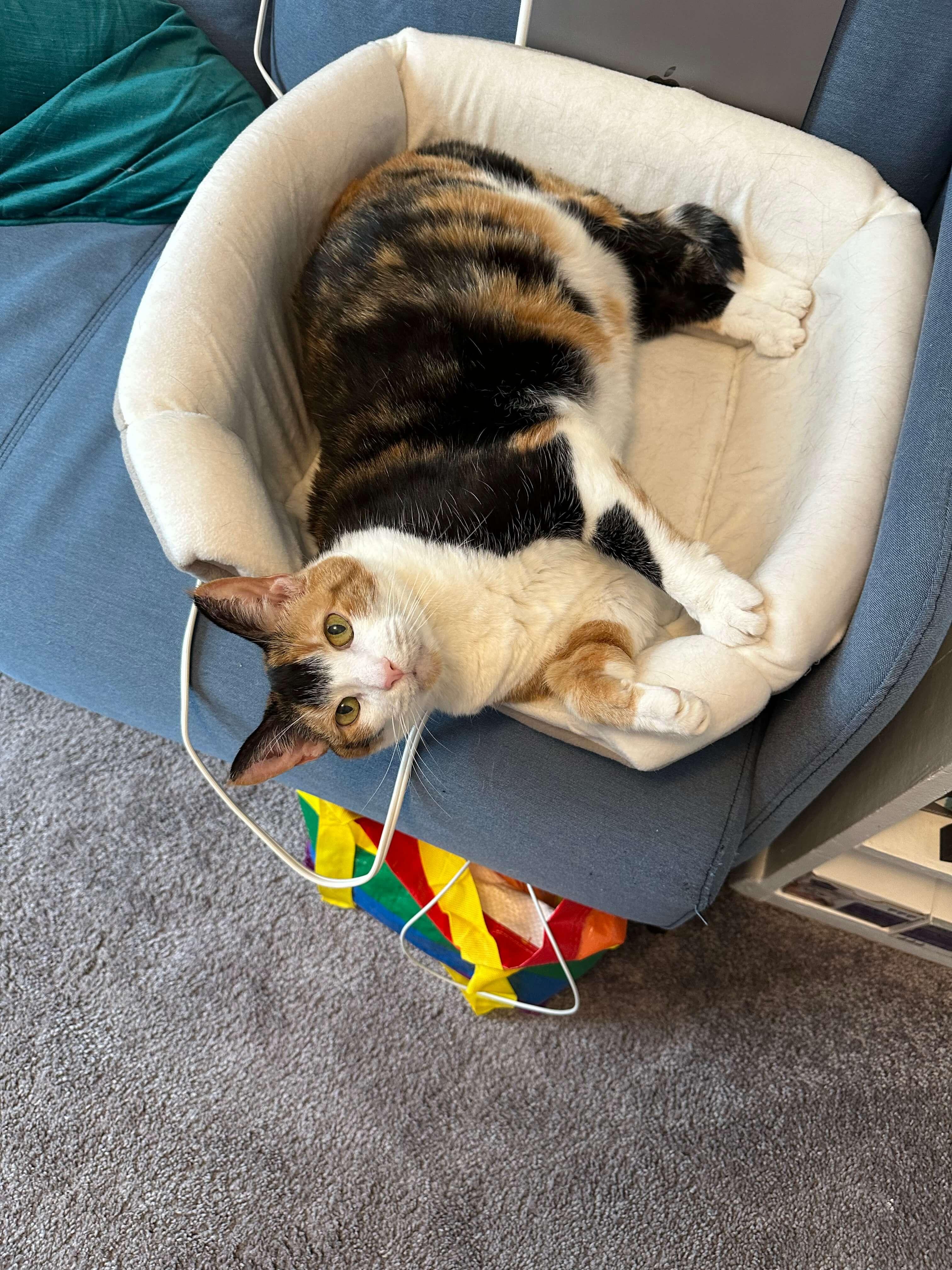 Nina the cate looks cute on the couch